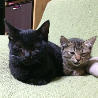 仲良し子猫2匹の里親さん募集