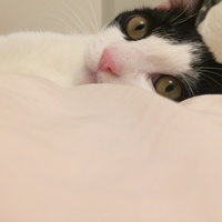 あずき