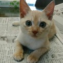 生後4ヶ月、男の子新しい家族を探しています！