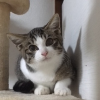 イケメン仔猫♪