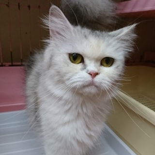 スコF☆ファミレ☆女の子・立耳・2歳・長毛