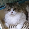 スコF☆さつきちゃん☆女の子・半折耳・7歳・中長毛 サムネイル2
