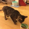 キジトラの子猫、里親様募集 サムネイル4