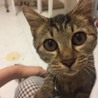 キジトラの子猫、里親様募集 サムネイル5