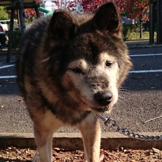 【里親様決定❗️】穏やかなハスキー風わんこ