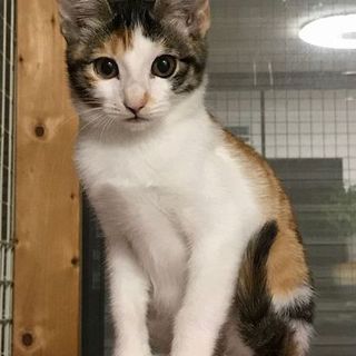 三毛猫、麦ホちゃん。