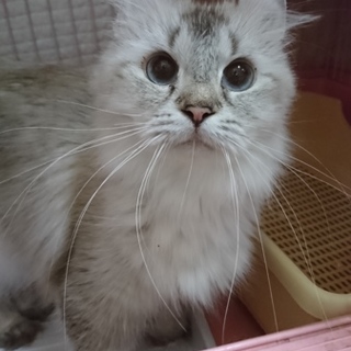 アメリカンカール☆チョコ☆女の子・2歳・中長毛