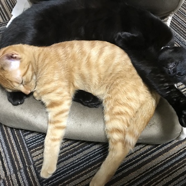 大きさも変わってきて、黒猫(名はエル)とも仲良しです。