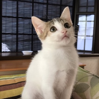 白が多い三毛、麦マイさん。