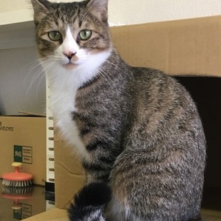 家猫になりたい！金太郎です。