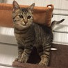 キジトラの子猫、里親様募集 サムネイル2