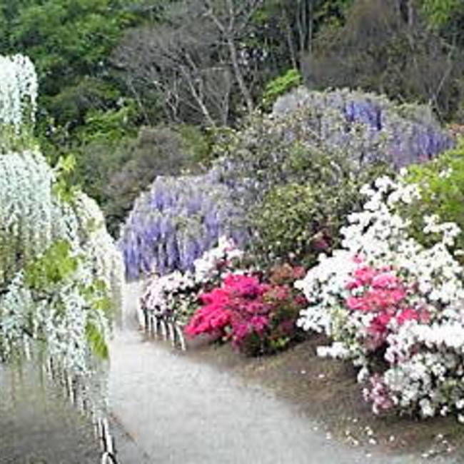 さやこままのカバー写真
