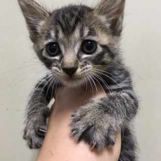 ちびちび子猫