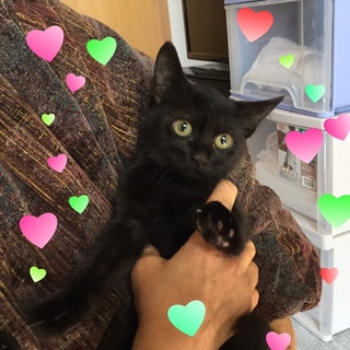 可愛い黒猫の女の子♪