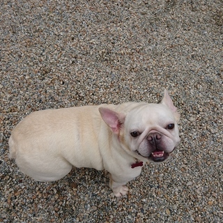 シャイガールなマリルちゃん