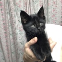 生後2ヶ月くらいの黒猫の赤ちゃん
