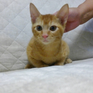 元気な茶トラの男の子