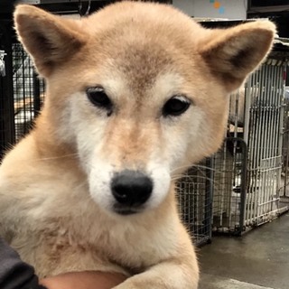 ♀426 里親募集です！