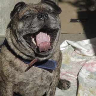 パグMIXの銀次君