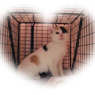 里親さん決定　ありがとうございました　白三毛