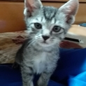 生後2ヶ月の子猫ちゃん