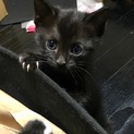 9月17日生まれの 黒仔猫ちゃん