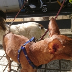 自転車散歩もへっちゃらでぃ〜！