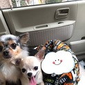 チワワ２匹一緒に
