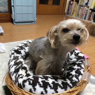 ヨーキー２匹一緒で