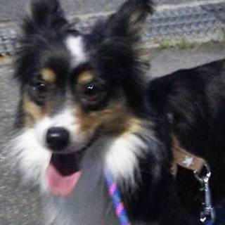 パピヨンとコーギーのMIXの女の子推定３歳