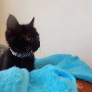 生後２カ月黒猫♂