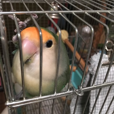 活発で出たがりです。