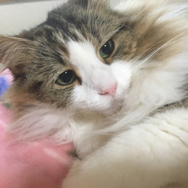 最近アップしてなかった！(◎_◎;)