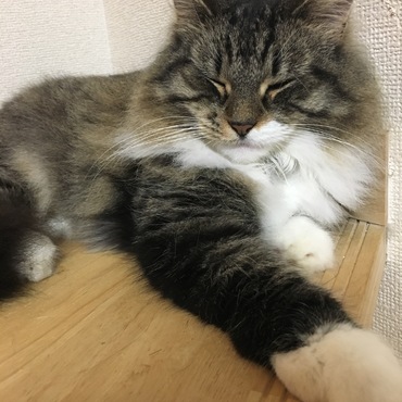 気持ち良さそうにしてます！ヽ(´▽｀)/