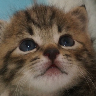 10月初めに生まれた男の子です