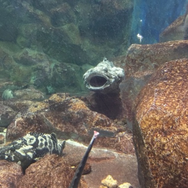 遠のカバー写真