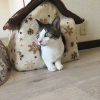 つくね