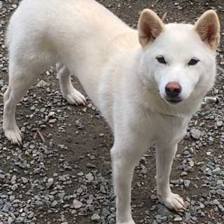 小さめの柴犬 メス