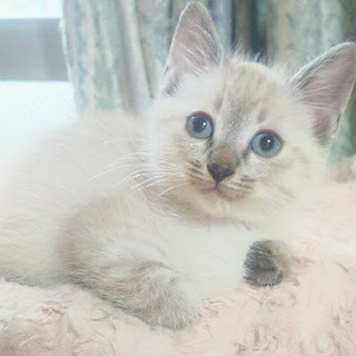 シャムのような毛色（5匹のうち①）