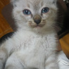 シャムのような毛色（5匹のうち①） サムネイル2