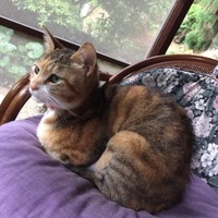 ユメ