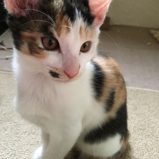 5きょうだい③三毛猫きつね顔