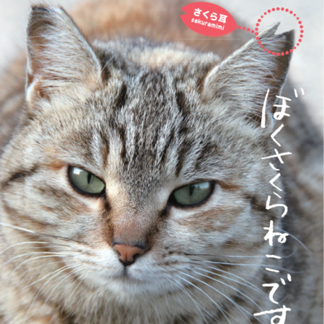 モフるこんのカバー写真