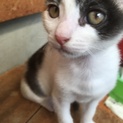 5きょうだい④三毛猫美人顔