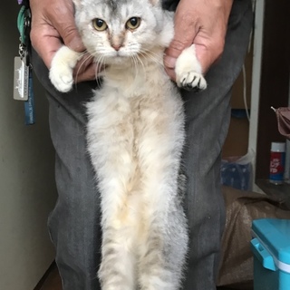 可愛い6ヶ月の子猫