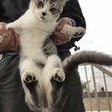 可愛い6ヶ月の子猫ちゃん