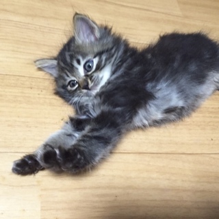 【募集一時停止中】キジトラ長毛、ルモンくん♩