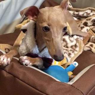 里親募集 3歳 メス