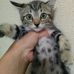 11月3日(祝)に愛知県豊川市で譲渡会！