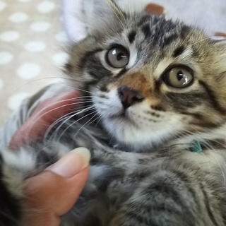 生後2か月半位キジトラ長毛マイペースな甘えんぼ君